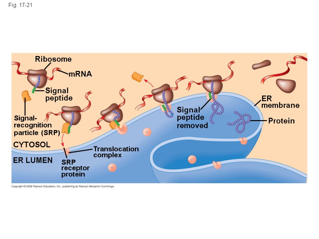 Fig. 17-21 Ribosome mRNA Signal peptide Signal- recognition particle (SRP) CYTOSOL Translocation complex SRP